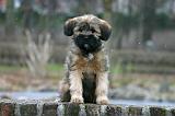 TERRIER DU TIBET 377